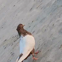 کبوتر سینه قهوی