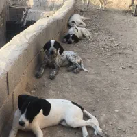 فروش سگ پوینتر