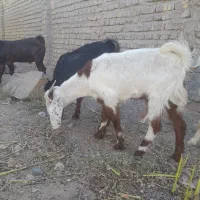 ۴ راس بزغاله ماده پاکستانی