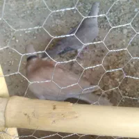 کبوتر خانگی|پرنده|کرباسک, |دیوار