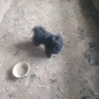 سگ مشگی