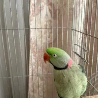 شاه طوطی اسکندر|پرنده|اندیمشک, |دیوار