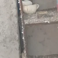 کفتر طوقی نر|پرنده|میناب, |دیوار