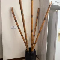 بامبو ضخیم وارداتی