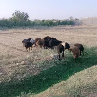 20 راس ب بره نر سبک یکدست