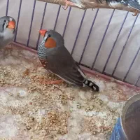 جفت فنچ ابلغ با جوجه