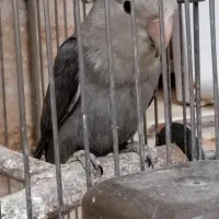 طوطی برزیلی معاوضه با پرنده|پرنده|سنندج, |دیوار