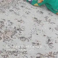 فرش ۱۲متری کرم