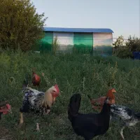 مرغ و خروس محلی