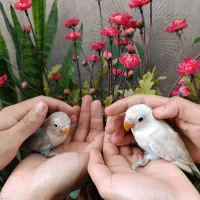 طوطی کوتوله برزیلی دستی جوجه بالغ