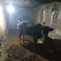 گاواول شکم7ماه ابستن باگوساله ماده|حیوانات مزرعه|بیجار, |دیوار