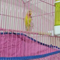 کوتوله نرصحیح سالم|پرنده|بندرعباس, |دیوار