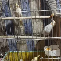 عروس هلندی تخم گذار|پرنده|یزد, |دیوار