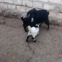 سه راس بز و چهار راس بزغاله