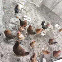 مرغ تخم گذار|حیوانات مزرعه|هرسین, |دیوار