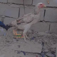 فروش۳عددمرغ نسل دار