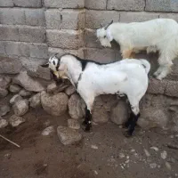 نرسومال|حیوانات مزرعه|بندرعباس, |دیوار