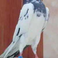 پاکستانی کبوتر دو رقمی هوش قوی با گارانتی|پرنده|فشم, |دیوار