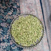 مغز باقالی
