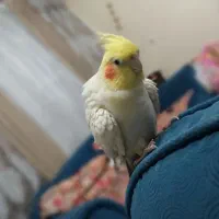 عروس هلندی معاوضه با سهره|پرنده|قرچک, باقرآباد|دیوار