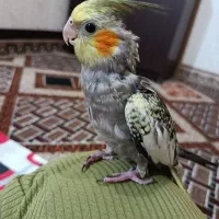 جوجه عروس هلندی