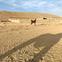 کره نریون دره شور|اسب و تجهیزات اسبسواری|سیرجان, |دیوار