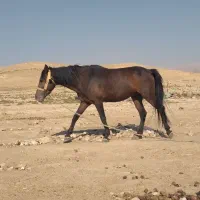 اسب فروشی|اسب و تجهیزات اسب‌سواری|دهدشت, |دیوار