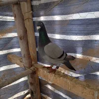 پلاکتی غریب گیری