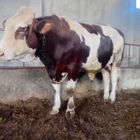 کلوچه