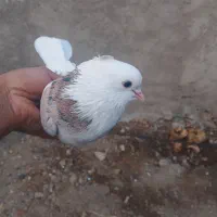 دوتا ماده شازده زرد هما