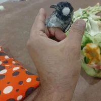 سهره|پرنده|شیراز, شهرک کوشکک|دیوار