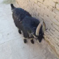 پیش رو|حیوانات مزرعه|بروجن, |دیوار