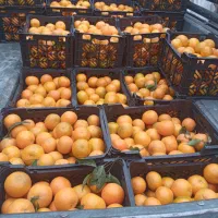 خریدار انواع لیمو وپرتقال وپرنارنج وگریپ قیمت۵۰|خدمات باغبانی و درختکاری|دزفول, |دیوار