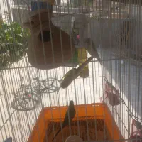 مرغ عشق|پرنده|چابهار, |دیوار