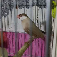 فنچ نرگسی شکلاتی مولد با جوجه