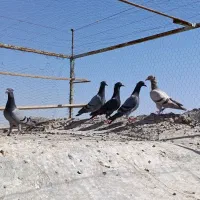 5عدد کبوتر عراقی کاکلی3نر، 2ماده
