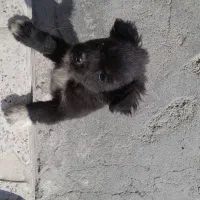 سک پاکوتاه اپارتمانی حرف گوش کن|سگ|کنگاور, |دیوار