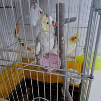 عروس هلندی|پرنده|شیراز, احمدآباد|دیوار