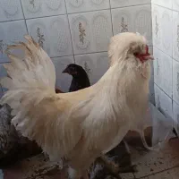 خروس ومرغ تخمگذار زیر قیمت بازار