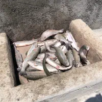 فروش ماهی زنده