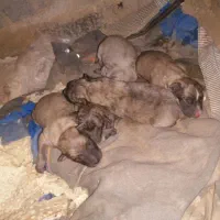 چند عدد توله پاکوتاه برا فروش