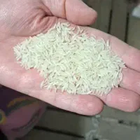 پخش برنج پاکستانی، تایلندی و هندی