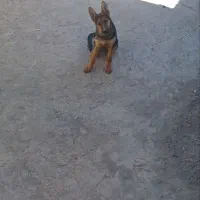 سگ ژرمن|سگ|کرمان, |دیوار