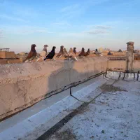 ۱۲عدد دم‌سفید همه رنگی|حیوانات|یزد, |دیوار