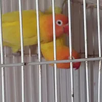 طوطی برزیلی|پرنده|بندر ماهشهر, |دیوار