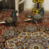 کفتر سبزدم سفید|پرنده|تهران, مینابی|دیوار