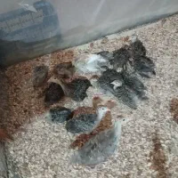 جوجه بوقلمون برنز یک ماهه
