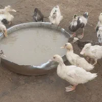 سلام ۶۰عدد جوجه اوردک ۲ماهه به دلیل نداشتن