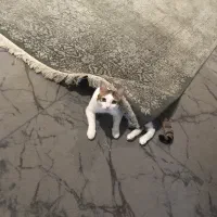 واگذاری گربه نر عقیم شده