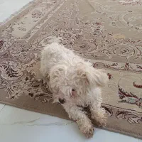 سگ مالتیز|سگ|طرقبه, |دیوار